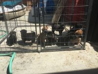 Mixed Puppies for sale in Pinon Hills, CA, USA. price: NA