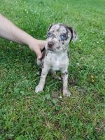 Mixed Puppies for sale in Oceana, WV 24870, USA. price: NA