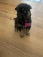 Mixed Puppies for sale in Silverdale, WA 98315, USA. price: NA