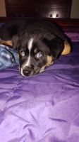 Mixed Puppies for sale in Kent, OH 44240, USA. price: NA