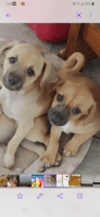 Mixed Puppies for sale in Ahwatukee Foothills Village, Phoenix, AZ, USA. price: NA