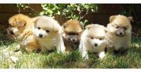 Mixed Puppies for sale in Lancaster, CA, USA. price: NA