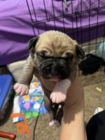 Mixed Puppies for sale in Lexington, NC, USA. price: NA