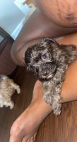 Mixed Puppies for sale in Orlando, FL, USA. price: NA