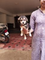 Mixed Puppies for sale in Thrissur, Kerala, India. price: 3000 INR