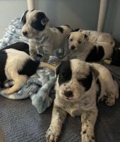 Mixed Puppies for sale in Santa Barbara, CA, USA. price: NA