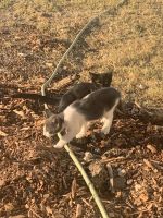 Mixed Cats for sale in Benbrook, TX, USA. price: NA