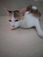 Mixed Cats for sale in Chennai, Tamil Nadu, India. price: 500 INR
