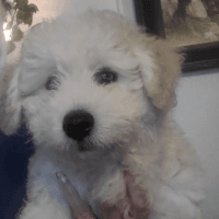 Mixed Puppies for sale in Gilbert, AZ, USA. price: NA