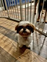 Mixed Puppies for sale in Las Vegas, NV, USA. price: NA