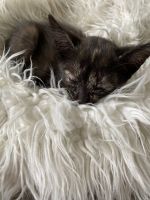 Mixed Cats for sale in Sacramento, CA, USA. price: NA