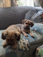 Mixed Puppies for sale in Ravenna, OH 44266, USA. price: NA