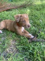 Mixed Puppies for sale in Cape Coral, FL, USA. price: NA