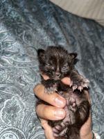 Mixed Cats for sale in Miami Beach, FL, USA. price: NA