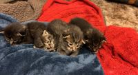 Mixed Cats for sale in Plano, TX, USA. price: NA