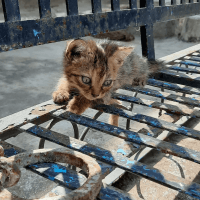 Mixed Cats for sale in Hyderabad, Telangana, India. price: NA