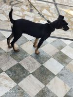 Mixed Puppies for sale in Basana, Haryana 124022, India. price: 10000 INR
