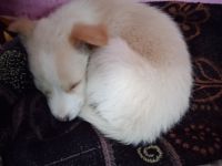 Mixed Puppies for sale in Nagpur, Maharashtra, India. price: 2000 INR