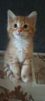 Mixed Cats for sale in Willis, TX 77318, USA. price: NA