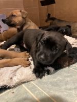 Mixed Puppies for sale in Granite Falls, WA 98252, USA. price: NA