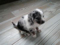 Mixed Puppies for sale in South Lyon, MI 48178, USA. price: NA