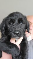 Mixed Puppies for sale in Milwaukie Expy, Portland, OR, USA. price: NA