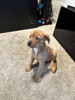 Mixed Puppies for sale in Martinsburg, WV, USA. price: NA
