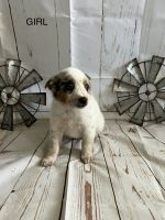Mixed Puppies for sale in Bakersfield, CA, USA. price: NA
