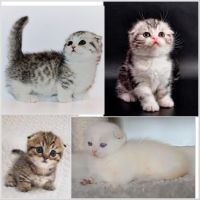 Mixed Cats for sale in Albany, NY, USA. price: NA