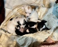 Mixed Puppies for sale in Magnolia, TX, USA. price: NA
