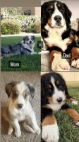 Mixed Puppies for sale in Beaumont, CA, USA. price: NA