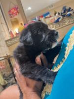 Mixed Puppies for sale in Union, NJ, USA. price: NA