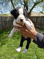 Mixed Puppies for sale in Lincoln Park, MI 48146, USA. price: NA