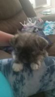 Mixed Puppies for sale in South Bend, IN 46619, USA. price: $250