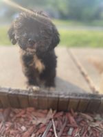 Mixed Puppies for sale in West Dundee, IL 60118, USA. price: $600