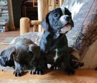 Mixed Puppies for sale in Lansing, MI, USA. price: $1,800