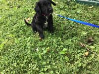 Mixed Puppies for sale in Ligonier, IN 46767, USA. price: $25