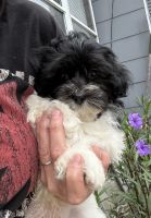Mixed Puppies for sale in Virginia Beach, VA, USA. price: $695