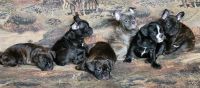 Mixed Puppies for sale in Lansing, MI, USA. price: $1,800
