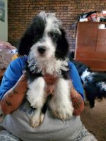 Mixed Puppies for sale in Battle Creek, MI, USA. price: $200