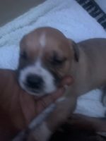 Mixed Puppies for sale in Claycomo, MO, USA. price: $150