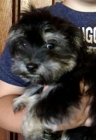 Mixed Puppies for sale in Fort Jennings, OH 45844, USA. price: $400