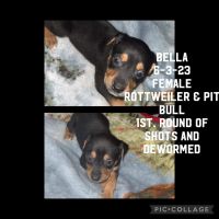 Mixed Puppies for sale in Richmond, IN 47374, USA. price: $150