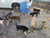 Mixed Puppies for sale in Center Hill, FL 33514, USA. price: NA