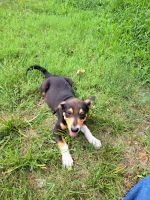 Mixed Puppies for sale in Junction City, KS, USA. price: $50