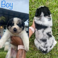 Mixed Puppies for sale in Port Charlotte, FL, USA. price: $800
