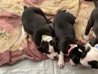 Mixed Puppies for sale in Stafford, VA 22554, USA. price: NA
