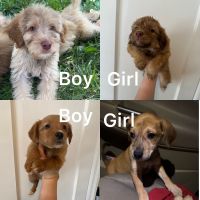 Mixed Puppies for sale in Dayton, OH, USA. price: $150