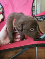 Mixed Puppies for sale in Pleasant Hill, MO 64080, USA. price: $200