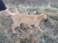 Mixed Puppies for sale in Elmira, OR, USA. price: $150